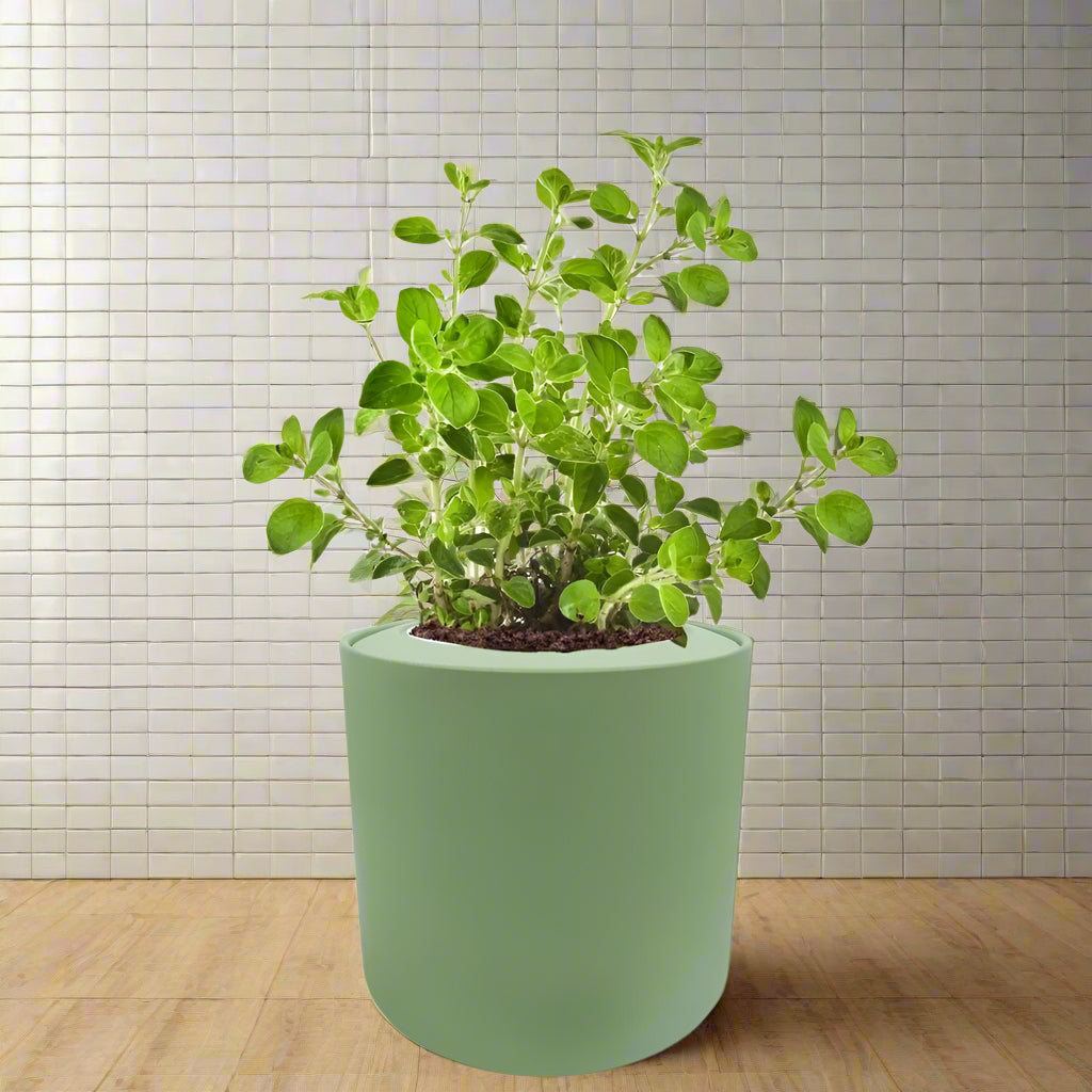 Oregano Hydroponic Kit - Green ceramic planter