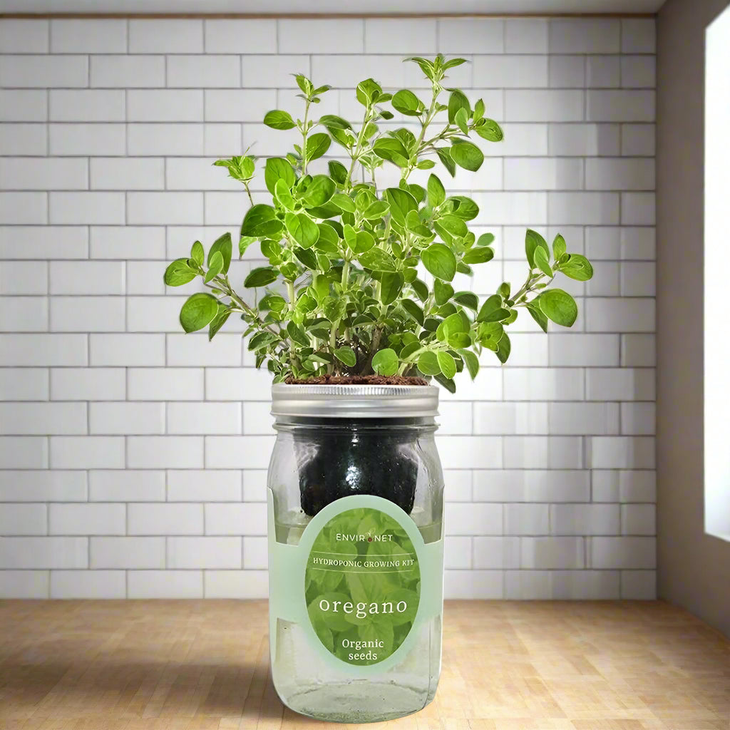 Oregano Hydroponic Kit