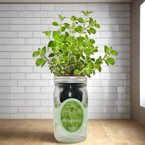 Oregano Hydroponic Kit