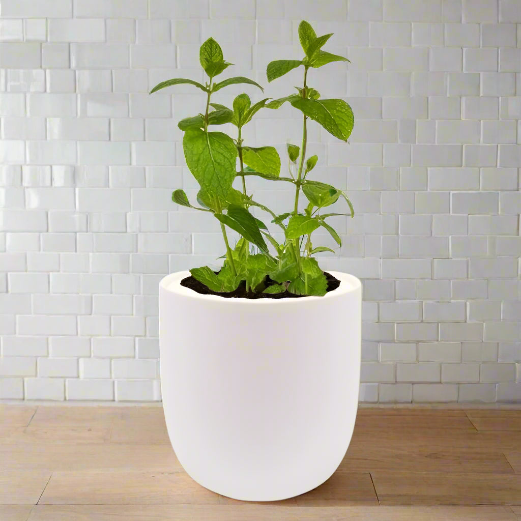 Mint Hydroponic Kit - White Ceramic Pot
