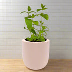Mint Hydroponic Kit - Pink Ceramic Pot