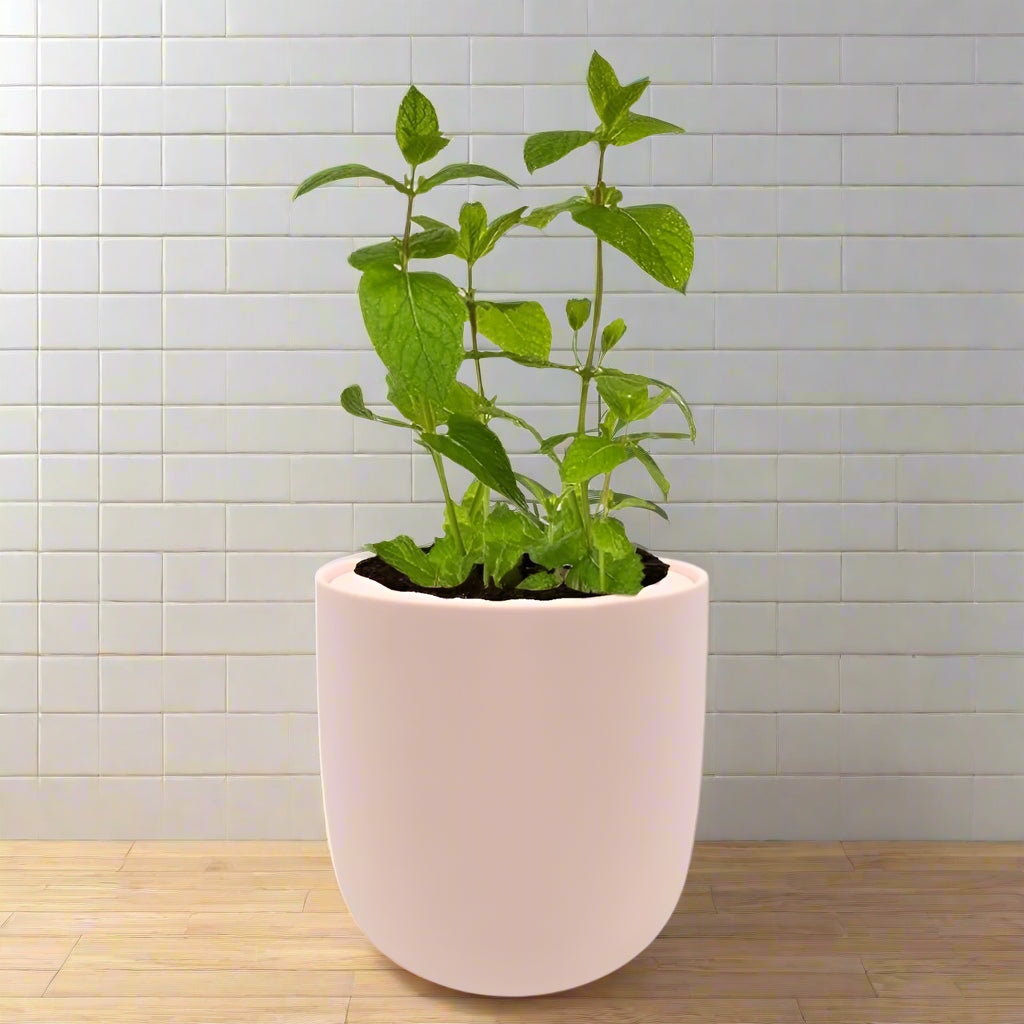 Mint Hydroponic Kit - Pink Ceramic Pot