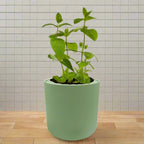 Mint Hydroponic Kit - Green ceramic planter