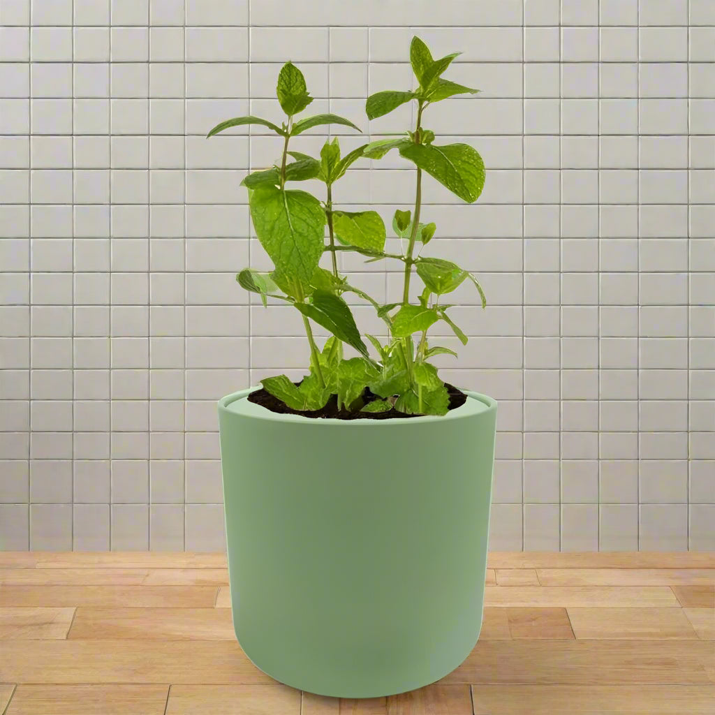 Mint Hydroponic Kit - Green ceramic planter
