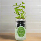 Mint Hydroponic Kit