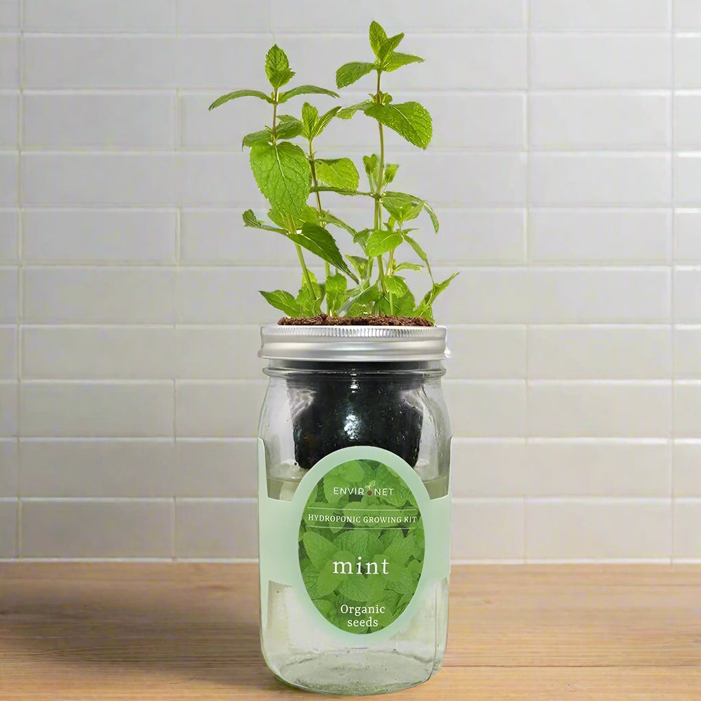 hydroponic mint plant Mint Hydroponic Kit
