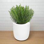 Thyme Hydroponic Kit - White Ceramic Pot