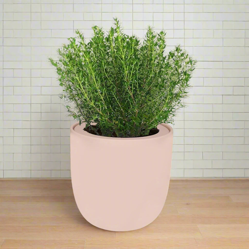 Thyme Hydroponic Kit - Pink Ceramic Pot