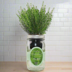 Thyme Hydroponic Kit