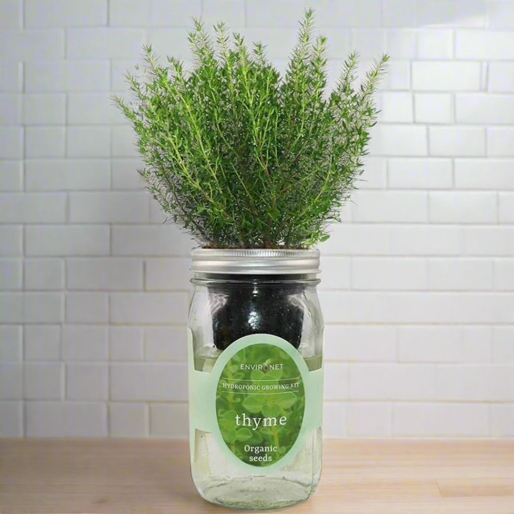 Thyme Hydroponic Kit