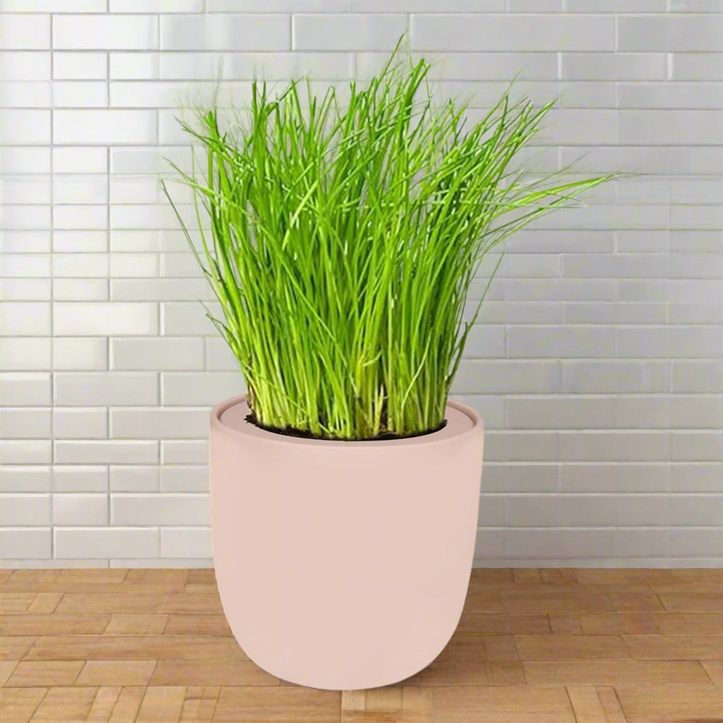 Chives Hydroponic Kit - Pink Ceramic Pot