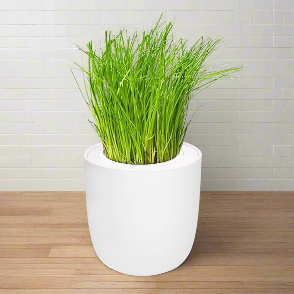 Chives Hydroponic Kit - White Ceramic Pot