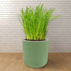 Chives Hydroponic Kit - Green ceramic planter