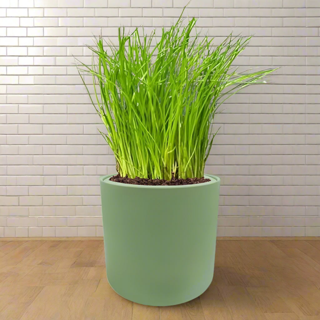 Chives Hydroponic Kit - Green ceramic planter