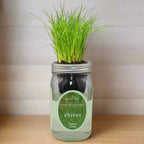 Chives Hydroponic Kit