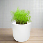 Dill Hydroponic Kit - White Ceramic Pot