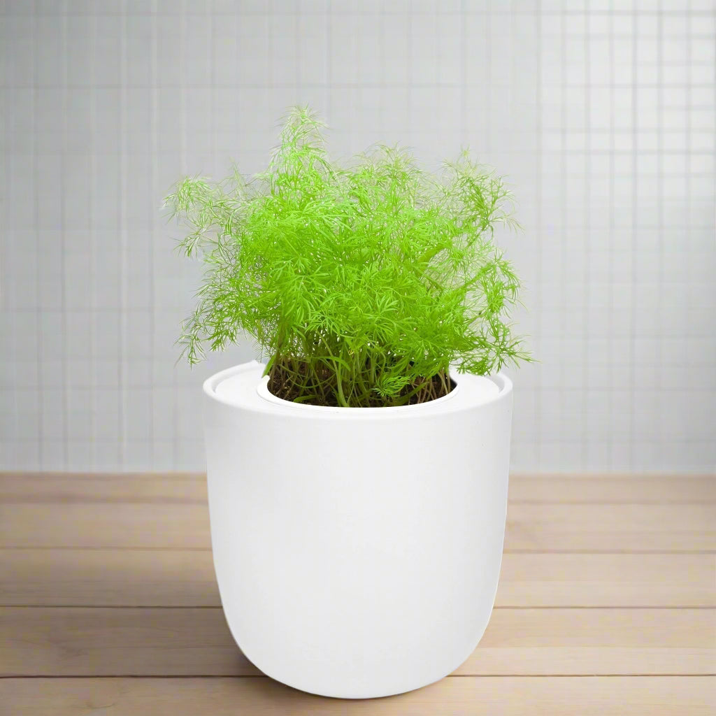 Dill Hydroponic Kit - White Ceramic Pot