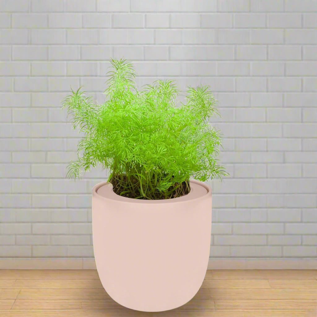 Dill Hydroponic Kit - Pink Ceramic Pot