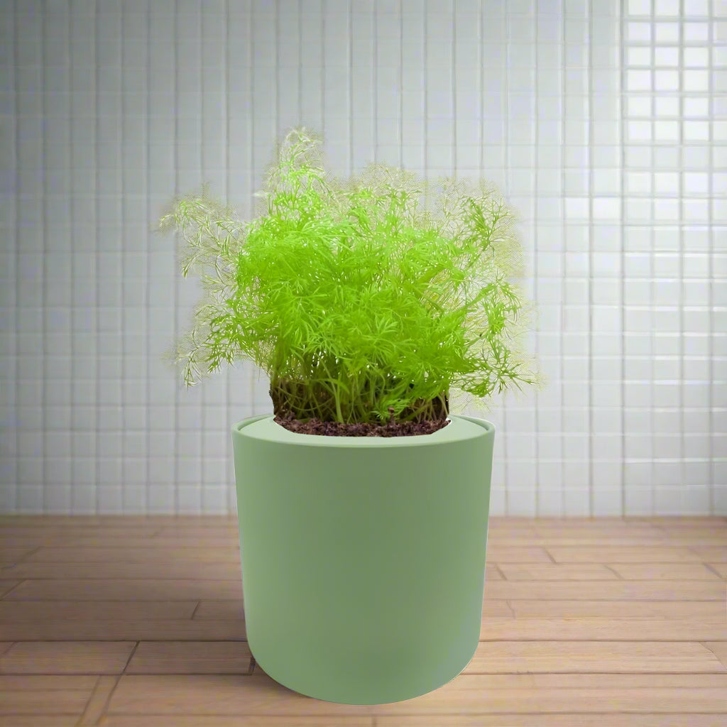 Dill Hydroponic Kit - Green ceramic planter