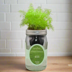 Dill Hydroponic Kit - Mason Jar