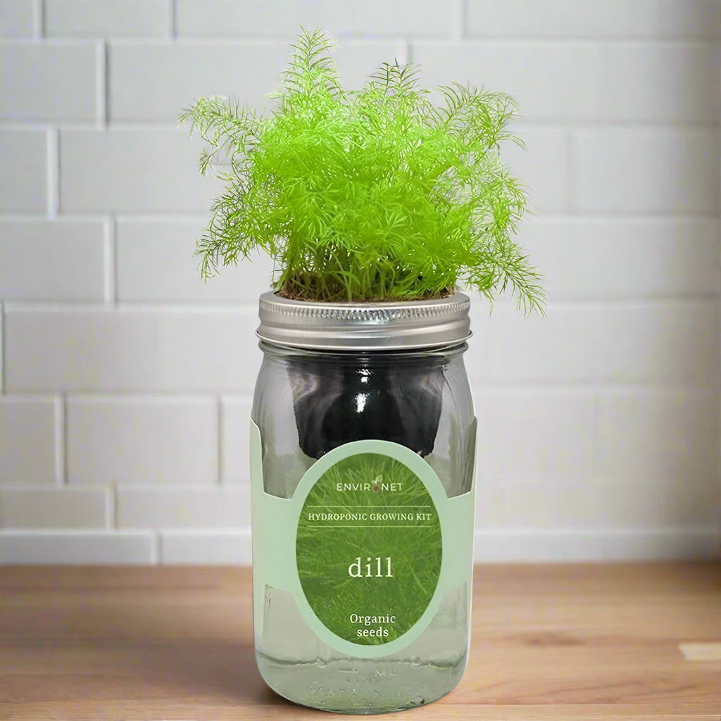 Dill Hydroponic Kit - Mason Jar
