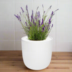 Lavender Hydroponic Herb Kit - White Ceramic Pot
