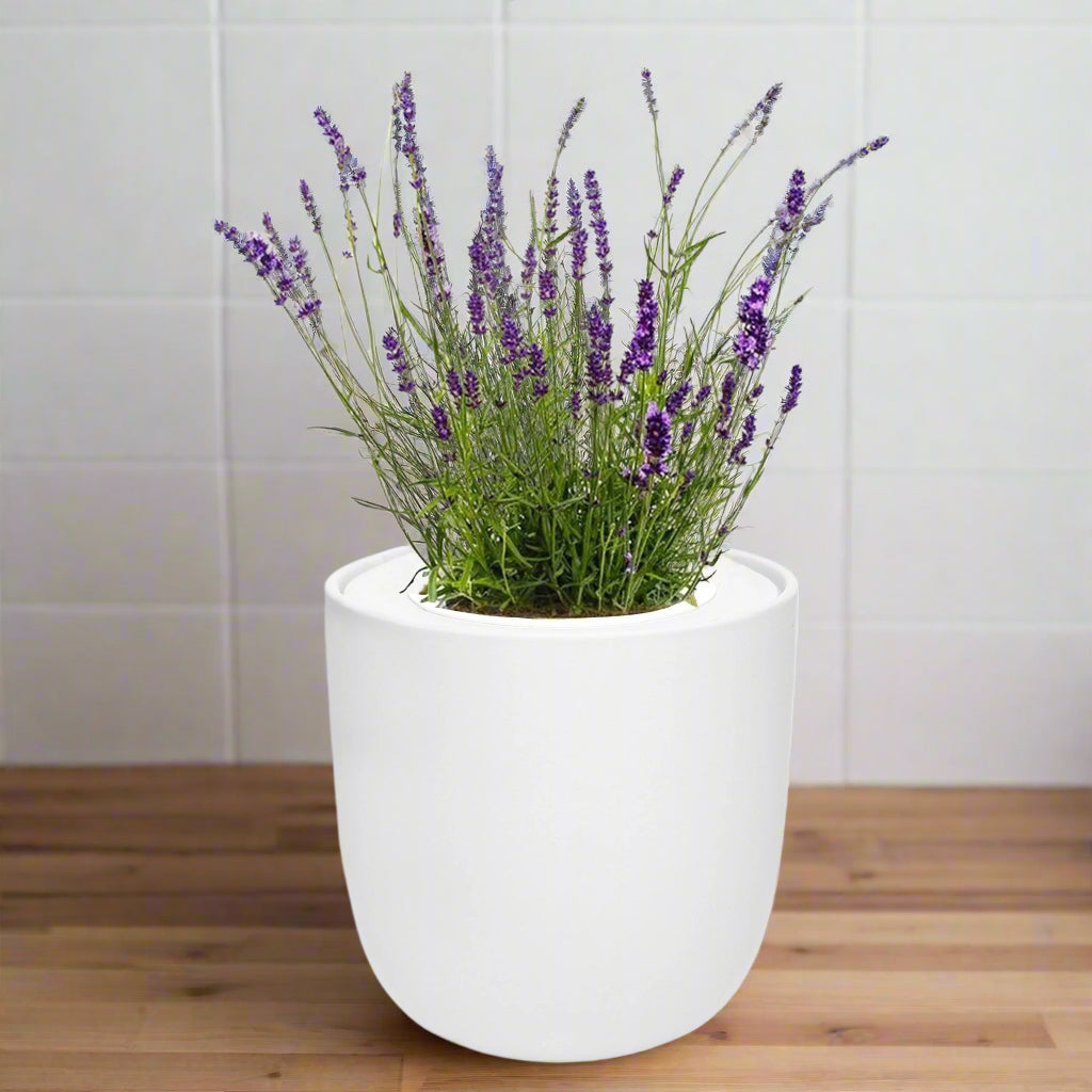 Lavender Hydroponic Herb Kit - White Ceramic Pot