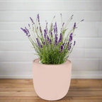 Lavender Hydroponic Herb Kit - Pink Ceramic Pot