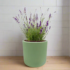 Lavender Hydroponic Herb Kit - Green ceramic planter