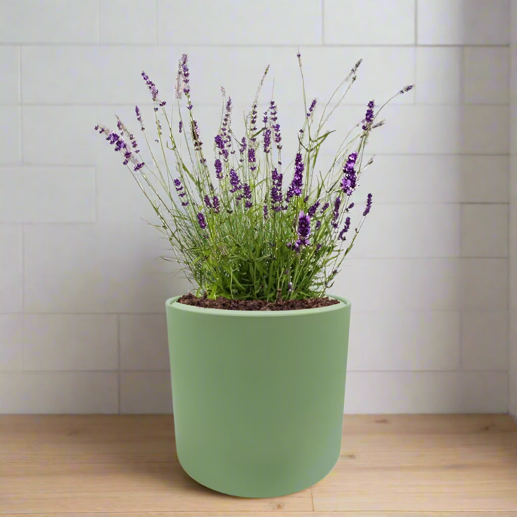 Lavender Hydroponic Herb Kit - Green ceramic planter