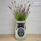 Lavender Hydroponic Herb Kit - Mason Jar