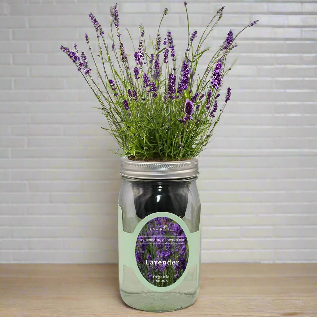 Lavender Hydroponic Herb Kit - Mason Jar