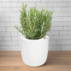 Rosemary Hydroponic Kit - White Ceramic Pot