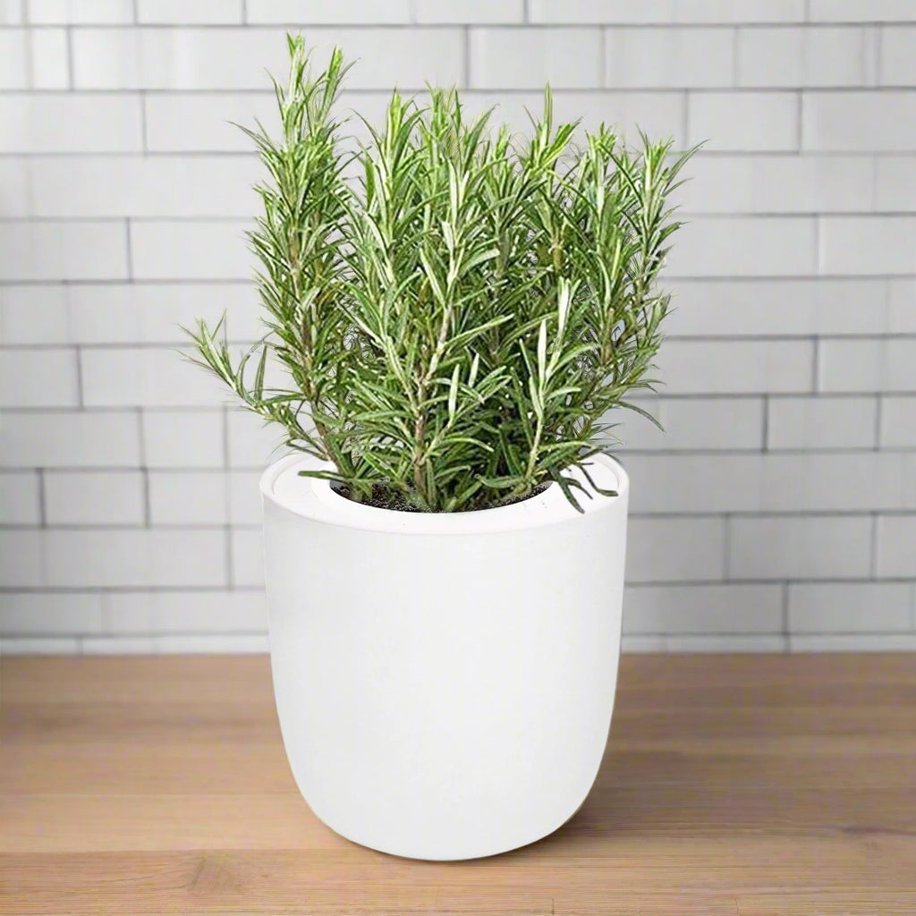 Rosemary Hydroponic Kit - White Ceramic Pot