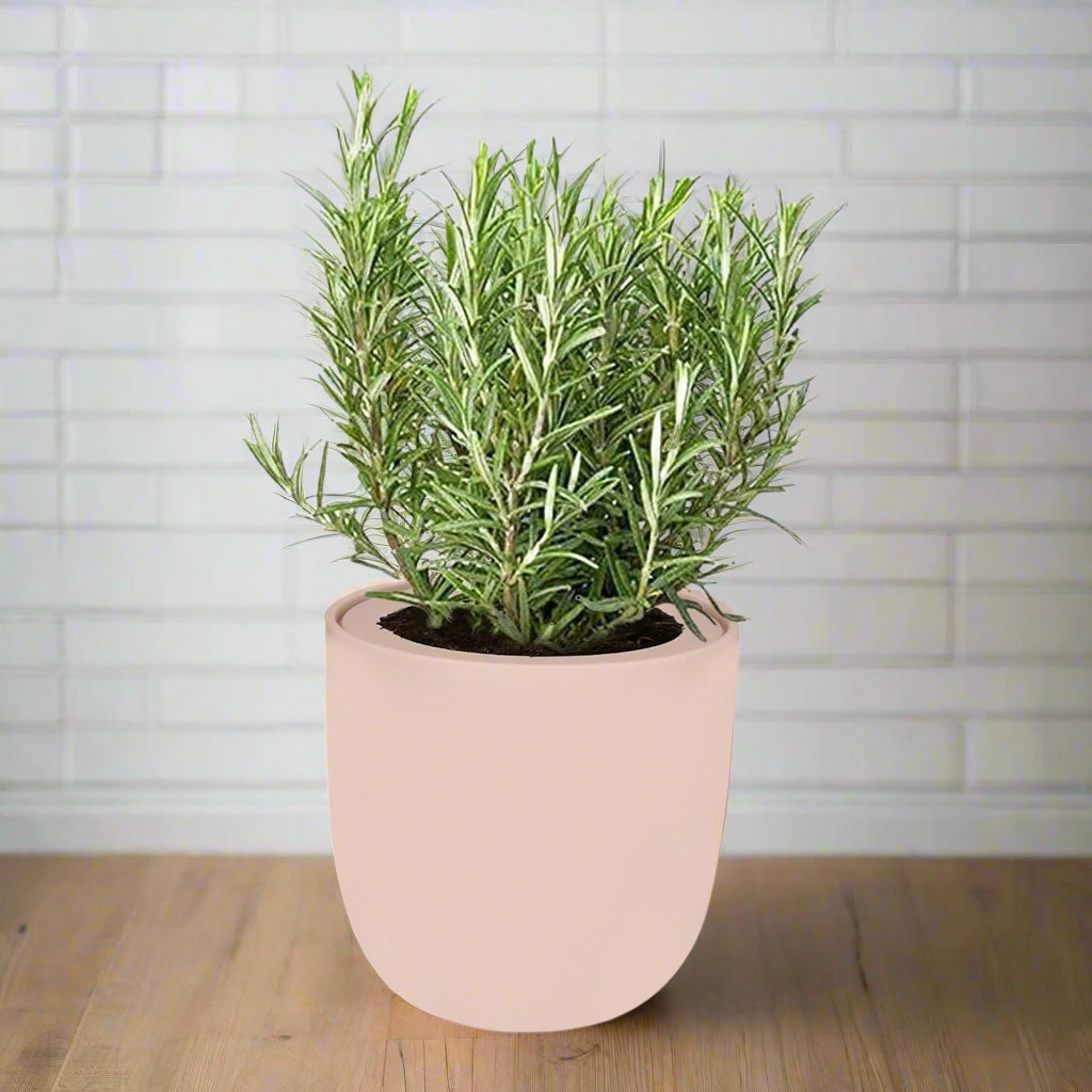 Rosemary Hydroponic Kit - Pink Ceramic Pot