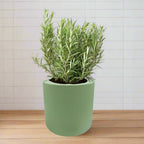 Rosemary Hydroponic Kit - Green ceramic planter