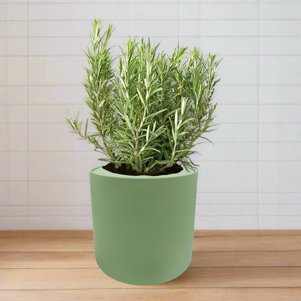 Rosemary Hydroponic Kit - Green ceramic planter