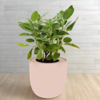 Sage Hydroponic Kit - Pink Ceramic Pot