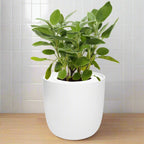 Sage Hydroponic Kit - White Ceramic Pot