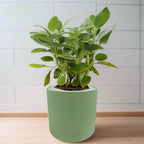Sage Hydroponic Kit - Green ceramic planter