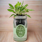 Sage Hydroponic Kit - Mason Jar