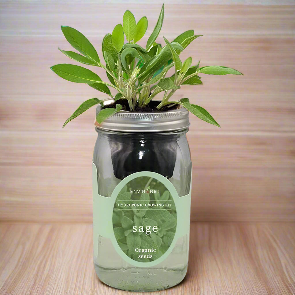Sage Hydroponic Kit - Mason Jar