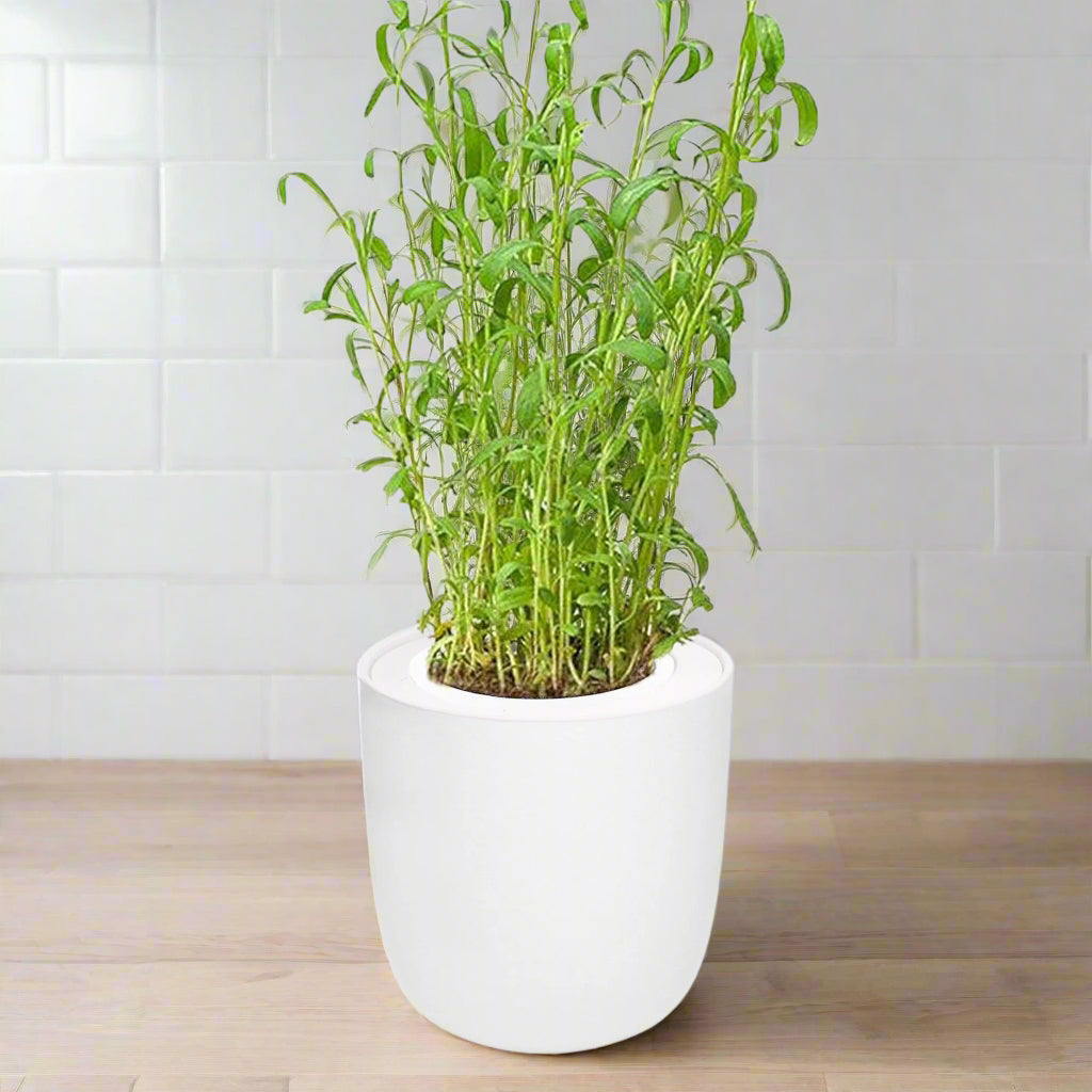 Tarragon Hydroponic Kit - White Ceramic Pot