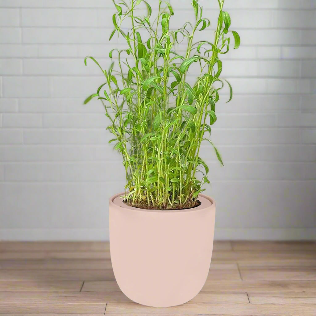Tarragon Hydroponic Kit - Pink Ceramic Pot
