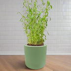 Tarragon Hydroponic Kit - Green ceramic planter