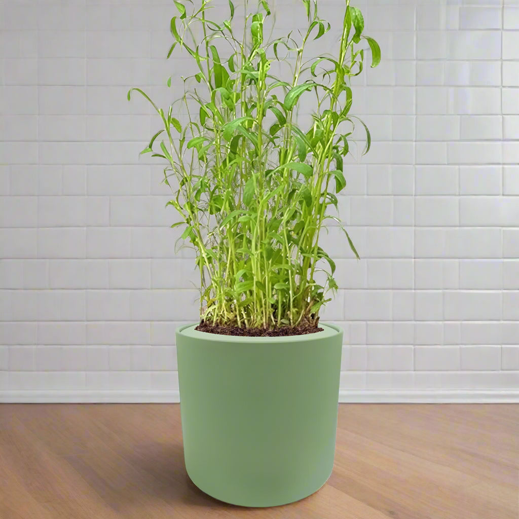 Tarragon Hydroponic Kit - Green ceramic planter