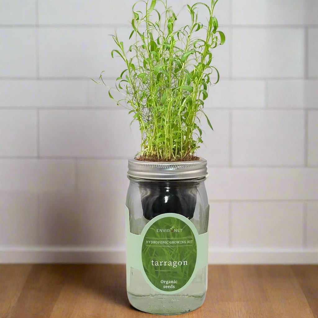 Tarragon Hydroponic Kit