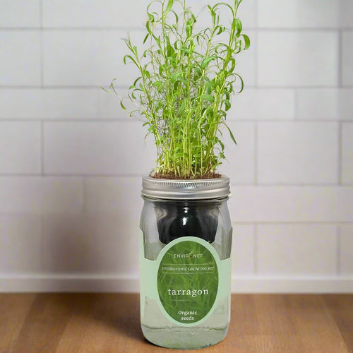 Tarragon Hydroponic Kit
