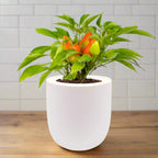 Pepper Sweet Pickle Hydroponic Kit - White Ceramic Pot