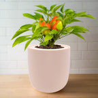 Pepper Sweet Pickle Hydroponic Kit - Pink Ceramic Pot